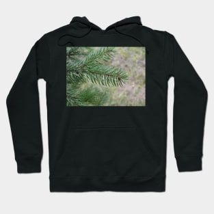 Spruce Hoodie